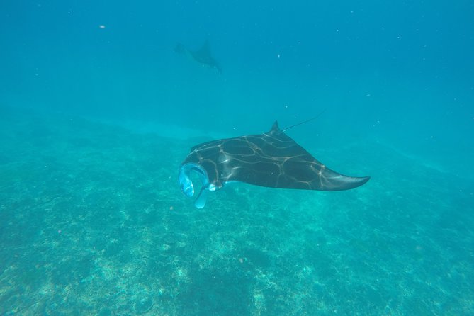Try Diving in Manta Point - Nusa Penida - Key points to know before booking