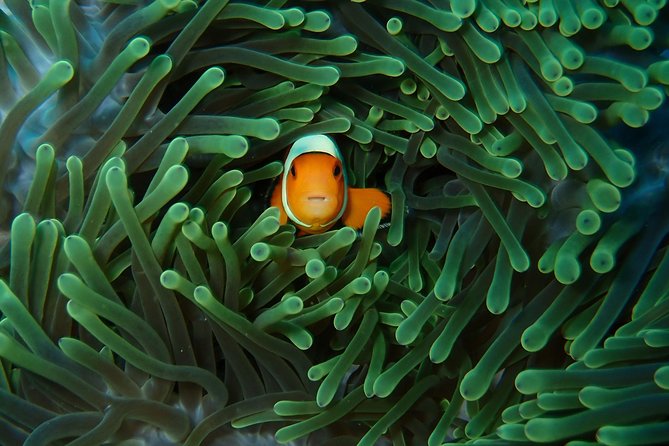 Try Diving in Nusa Lembongan - Penida. For beginners (with 2 ocean dives) - Pool Practice Before the Boat