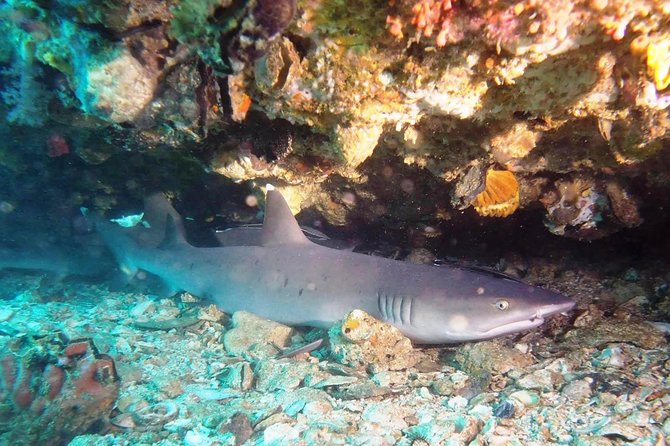 Try Scuba Diving at Padang Bai - What the $99.60 price really covers