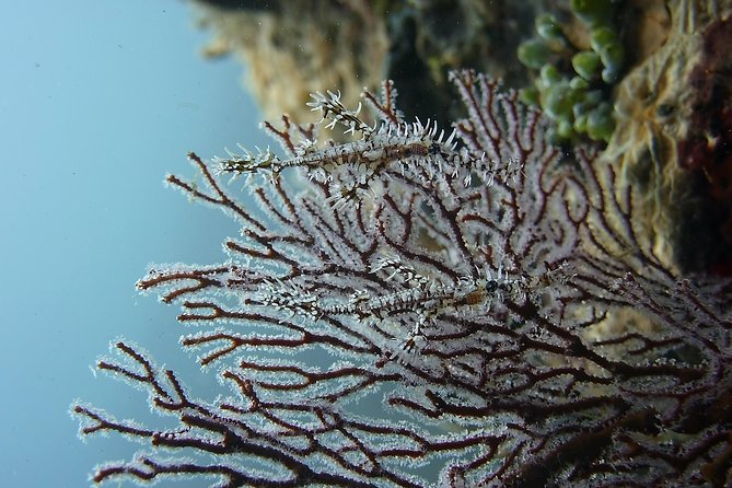 Try Scuba Diving at Tulamben Shipwreck - Preparing for the first underwater session