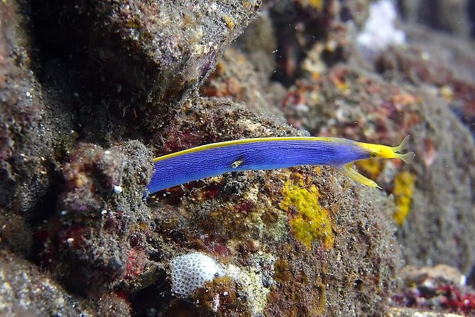 Try Scuba Diving at Tulamben Shipwreck - Exploring two sections of the USAT Liberty