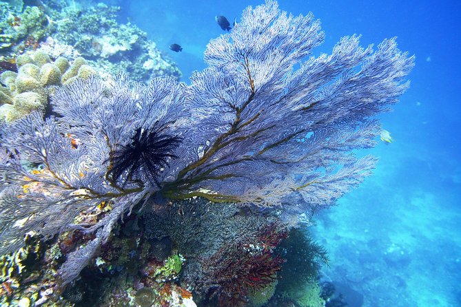 Try Scuba Diving at Tulamben Shipwreck - Is $104.90 good value?