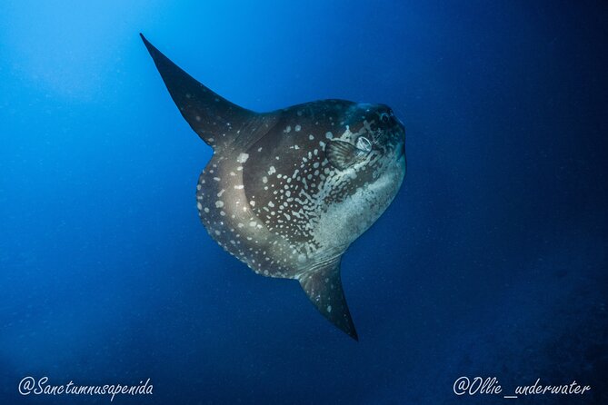 Try Scuba Diving for Beginners with manta rays (Non - Certified) - The pool lesson is the most important part