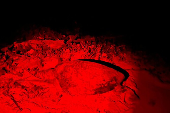 Turtle Tales of Pulau Banyak - Hatchlings making their first run to the sea