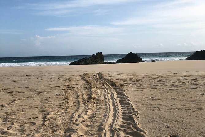 Turtle Tales of Pulau Banyak - Monitor lizards, crocodiles, and the wider wildlife setting