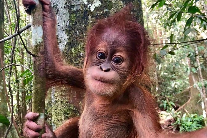 Two days orangutans adventure in Gunung Leuser - Key points to know before you go