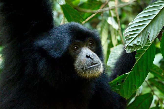 Two days orangutans adventure in Gunung Leuser - Starting in Bukit Lawang at 9 a.m.