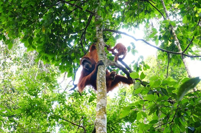 Two days orangutans adventure in Gunung Leuser - A second morning with waterfalls and tubing