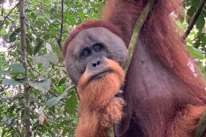 Two days orangutans adventure in Gunung Leuser - What the $157 price really buys