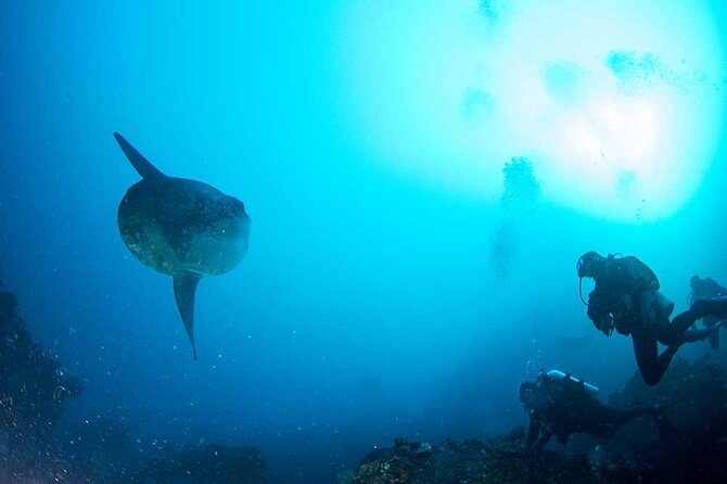 Two fun dives morning trip (Certified Divers only) - Why Nusa Penida is special for underwater exploring