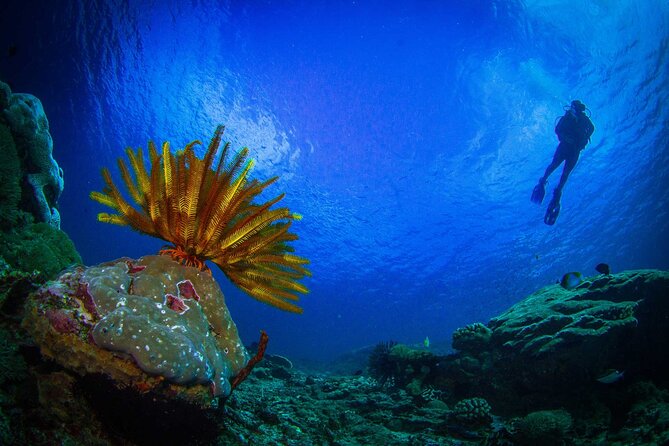 Two fun dives morning trip (Certified Divers only) - Manta rays, reef fish, and smaller finds