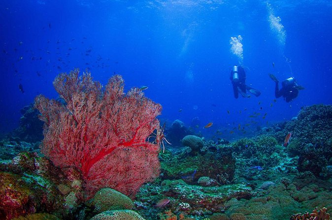 Two fun dives morning trip (Certified Divers only) - Equipment, drinks, snacks, and lunch