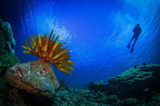 Two fun dives morning trip (Certified Divers only) - What the $140.87 price really covers