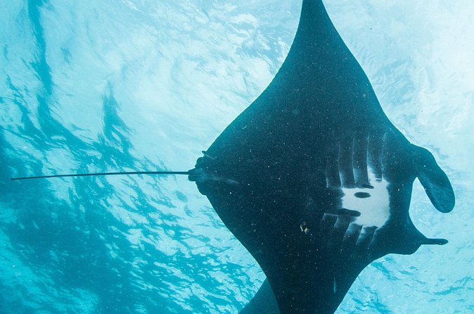 Two fun dives morning trip (Certified Divers only) - Who will enjoy this trip most
