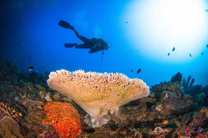 Two fun dives morning trip (Certified Divers only) - Starting at 7:00 am in Ped