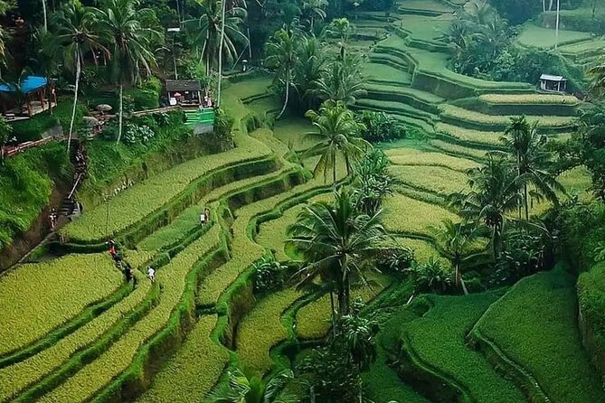 Ubud Bali Driver ( Bali Custom Tour ) - Tegalalang Rice Terrace and Tirta Empul
