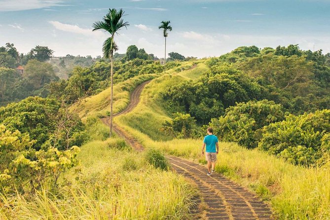 Ubud Countryside Tour: Campuhan Ridge Walk and Rice Terrace - Taking in the Tegalalang rice terraces