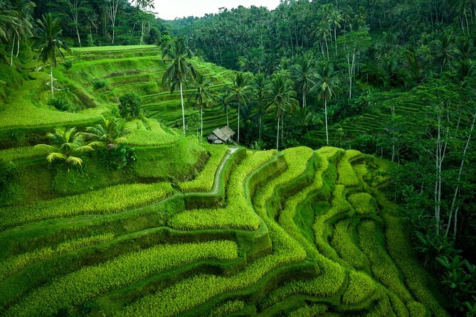 Ubud Countryside Tour: Campuhan Ridge Walk and Rice Terrace - Understanding Tirta Empul Temple