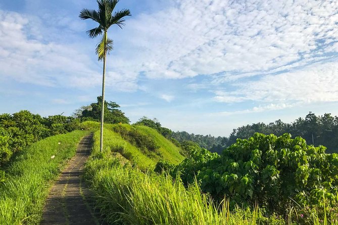 Ubud Countryside Tour: Campuhan Ridge Walk and Rice Terrace - Walking the Campuhan Ridge for 30 minutes