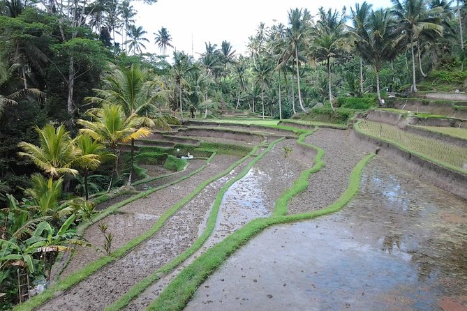 Ubud Customized Private Tour - Coffee, tea, and batik workshops