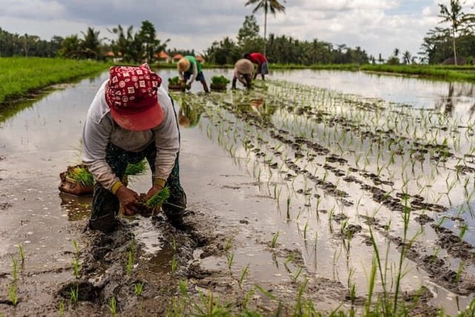Ubud: Downhill Cycling with Volcano, Rice Terraces and Meal - What the $36.66 price really covers