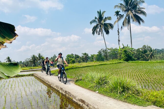 Ubud eBikes Tour to Tegallalang Rice Terrace - Coffee and tea tasting on the way back