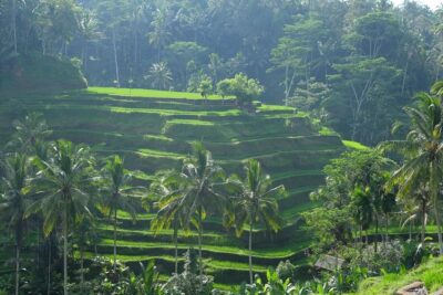 Ubud Experience ; Swing, Waterfalls, Art Market, Rice Terrace