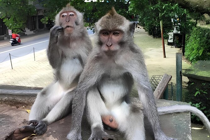 Ubud Highlights Rice Terraces, Temple, Waterfall & Monkeys forest - Satria Agrowisata: a short coffee and tasting stop