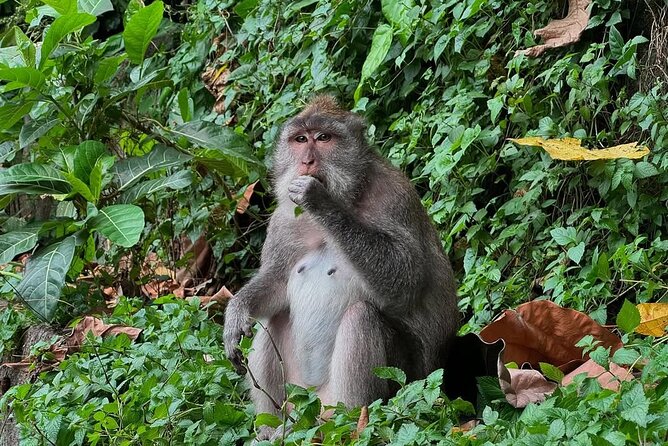 Ubud Monkey Forest - Rice Terrace - Jungle Swing - Water Temple - What this Ubud day trip is really like