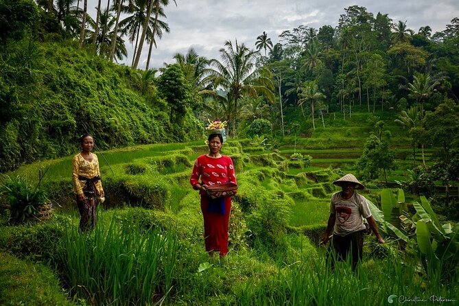 Ubud Monkey Forest - Rice Terrace - Jungle Swing - Water Temple - Tegenungan Waterfall for photos or a swim