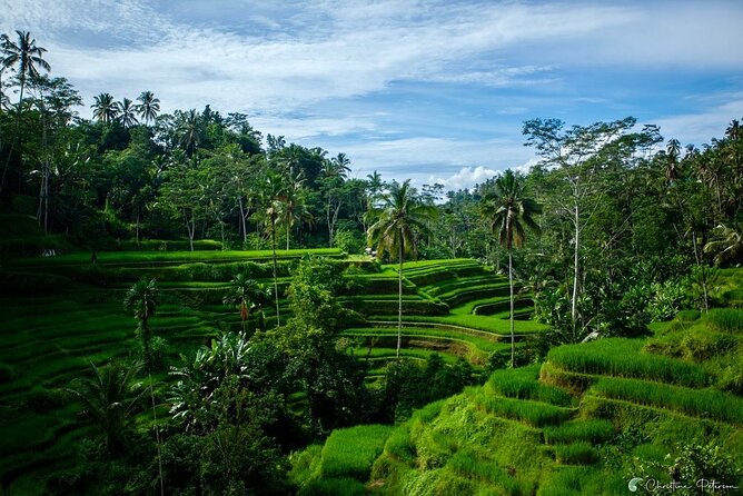 Ubud Monkey Forest - Rice Terrace - Jungle Swing - Water Temple - Why the private driver matters