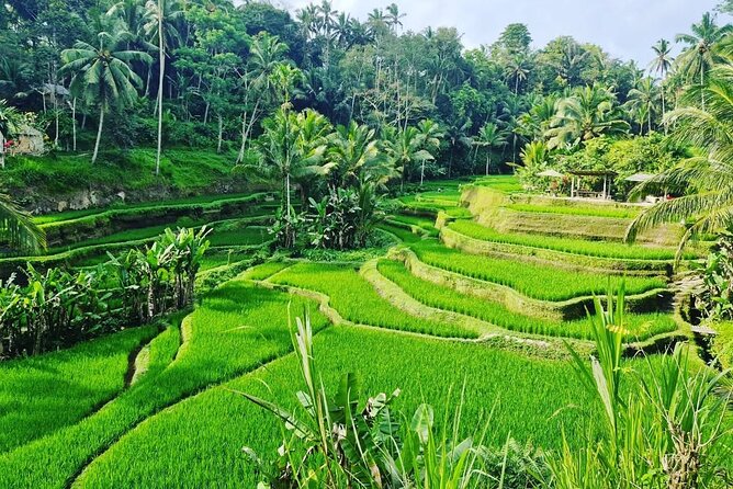 Ubud Monkey Forest - Rice Terrace - Jungle Swing - Water Temple - Price, extra fees, and overall value