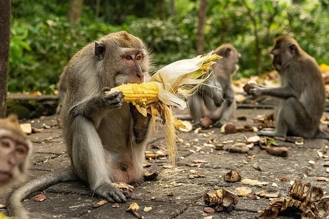 Ubud Monkey Forest - Rice Terrace - Jungle Swing - Water Temple - Tegalalang Rice Terrace and the swing question