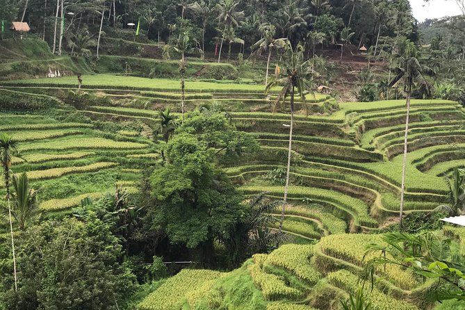 Ubud Private Tour : Best Of Ubud - Guided Tour - d’Alas Swing: a playful break with jungle views