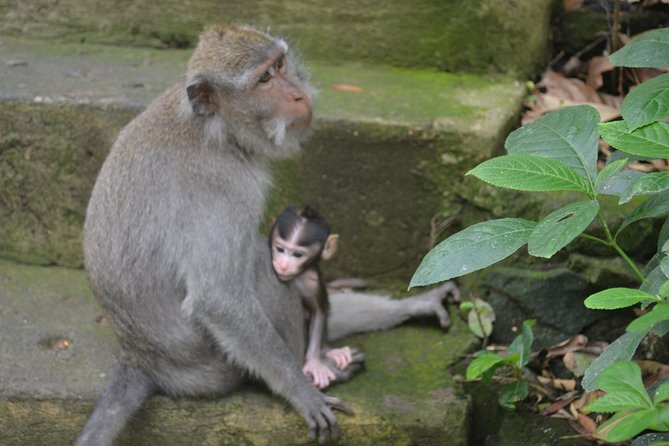 Ubud Private Tour : Choice Your Own Trip - Tegenungan Waterfall for a short nature break