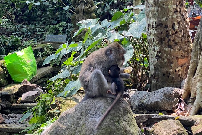 Ubud Private Tour: Monkey Forest, Rice Terrace, Temple, Waterfall - Reading the curves of Tegallalang Rice Terraces