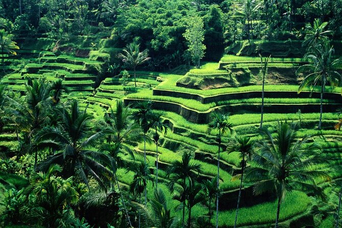 Ubud Private Tour : Ubud Temple and Authentic of Ubud - Meeting the macaques at Sacred Monkey Forest