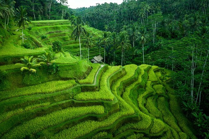 Ubud Private Tours with Jungle Swing Experience - all inclusive - Sangeh Monkey Forest and its tropical setting