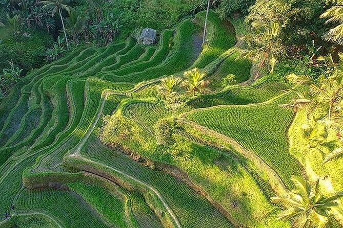 Ubud: Swing - Monkey Forest - Waterfall - Temple - Rice Terraces - Art Crafts - What the driver adds to the day