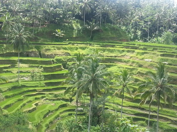 Ubud Tegalalang Rice Teracce & Tanah Lot Tour - Tegenungan Waterfall brings the first natural break