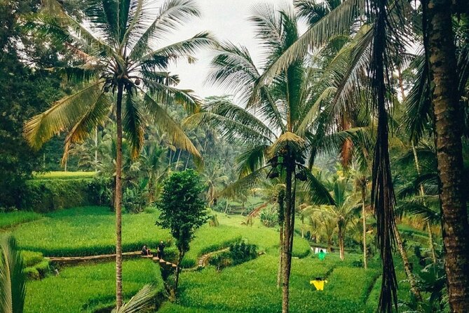 Ubud Temples, Waterfalls, Rice Terraces & Balinese Culture - Timing, comfort, and the practical trade-offs