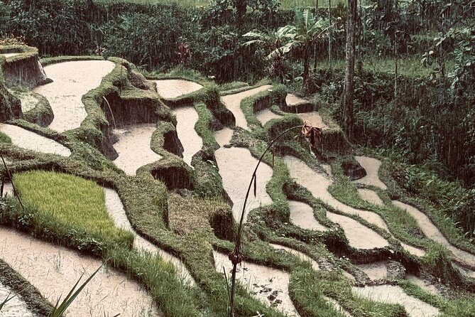 Ubud Top Tours to Discover Bali’s Cultural and Natural Wonders - Pakudui Village and the Tegalalang rice terraces