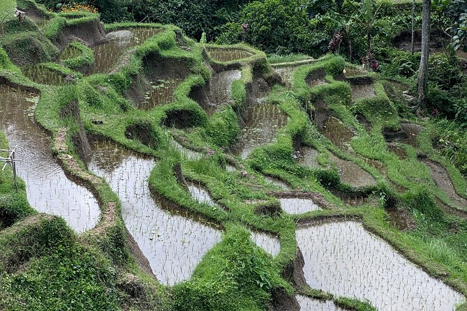 Ubud Top Tours to Discover Bali’s Cultural and Natural Wonders - Why the drivers are central to the experience