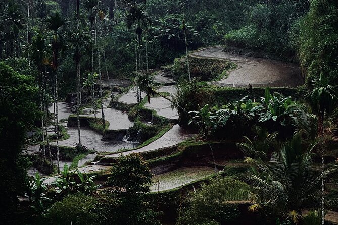 Ubud Top Tours to Discover Bali’s Cultural and Natural Wonders - Transport, timing, and what the price covers