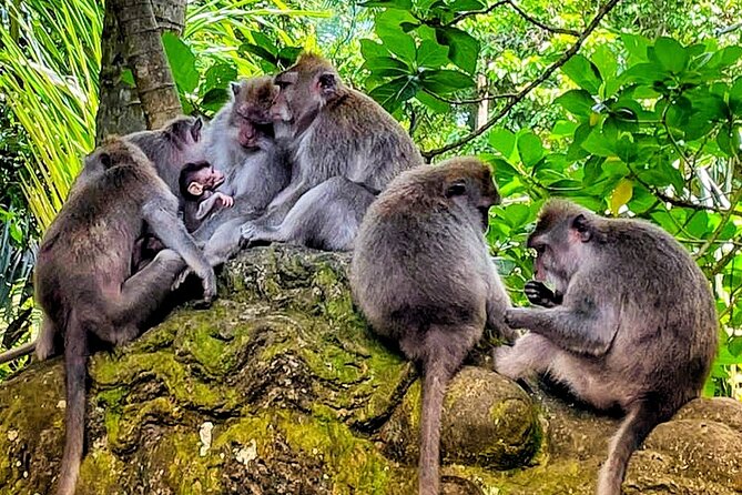 Ubud Tour - Highlight of Ubud - Traditional Tour - Sacred Monkey Forest Sanctuary requires common sense
