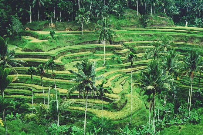 Ubud Trip, The Best of Ubud in a day - All Inclusive - Tegalalang Rice Terrace: Bali’s Famous Farming View