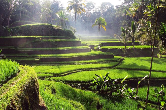 Ubud: Waterfall, Rice Terraces, and Monkey Forest Private Tour - Lunch between the morning sights and waterfall