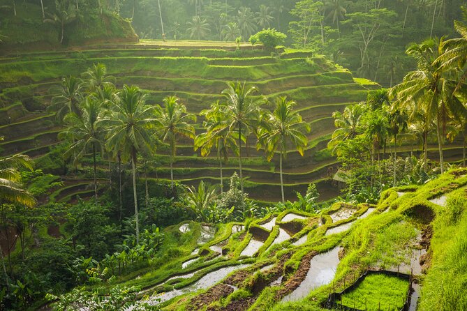 Ubud waterfall, rice terraces, and swing explore - The Ubud Jungle Swing: a thrill with a separate price