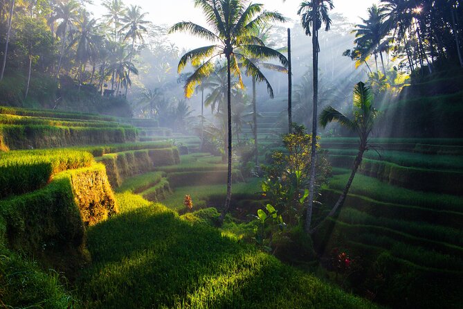 Ubud waterfall, rice terraces, and swing explore - Private transport is the tour’s quiet advantage