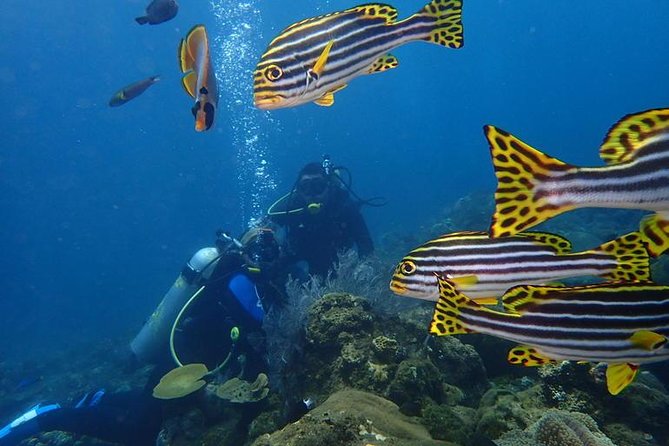 USS Liberty Shipwreck Scuba Diving at Tulamben Bali - The instructors are the strongest part of the package